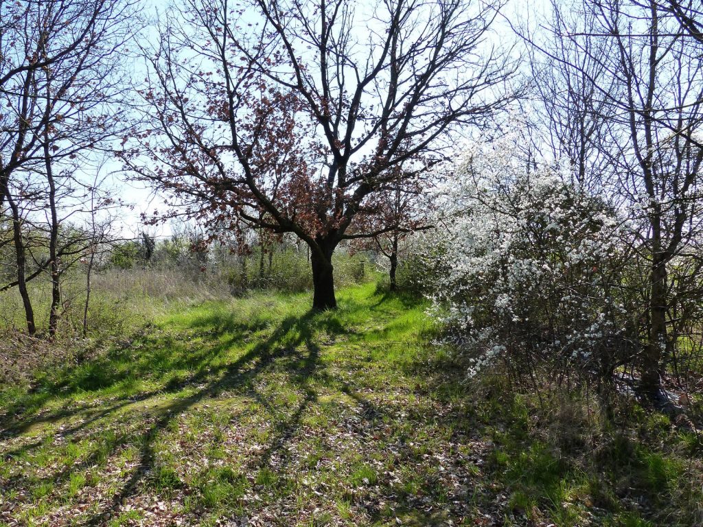 camping vert nature